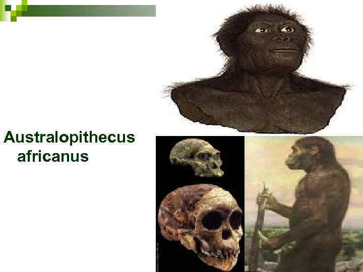 Australopithecus africanus 