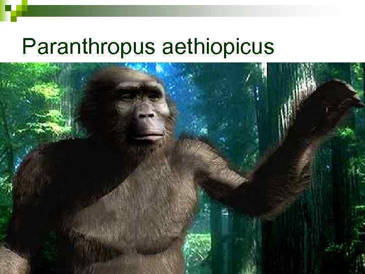 Paranthropus aethiopicus 