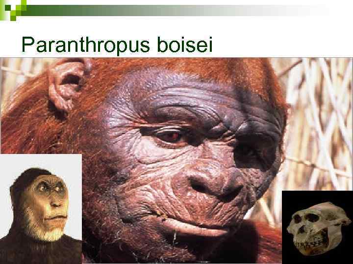 Paranthropus boisei 