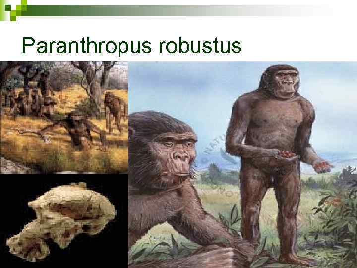 Paranthropus robustus 