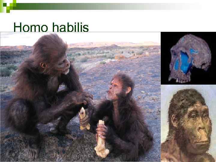 Homo habilis 