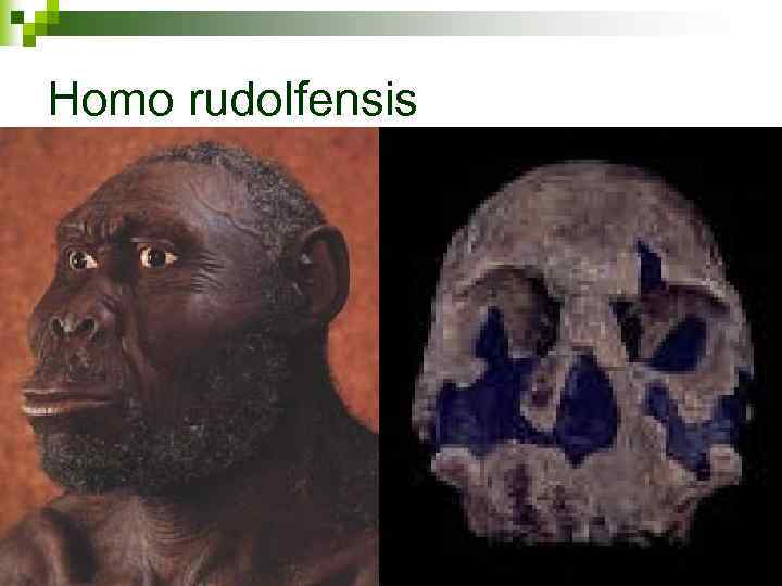 Homo rudolfensis 