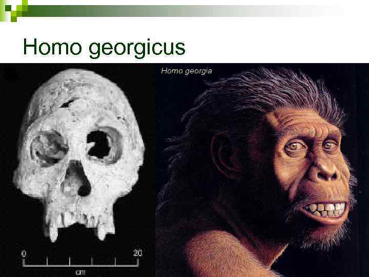 Homo georgicus 