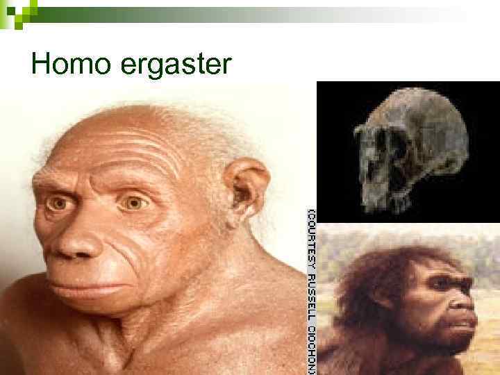 Homo ergaster 