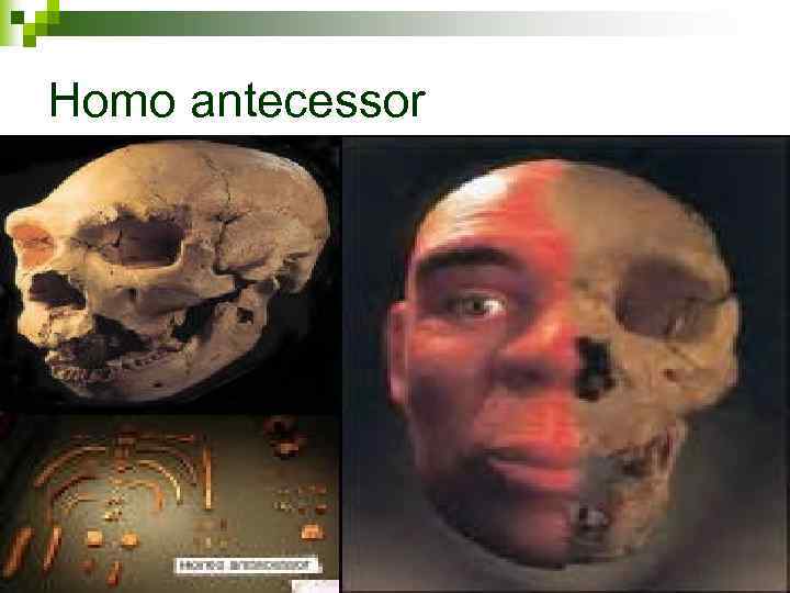 Homo antecessor 