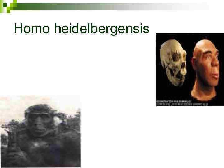 Homo heidelbergensis 