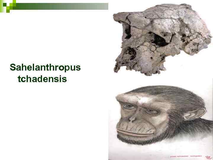 Sahelanthropus tchadensis 