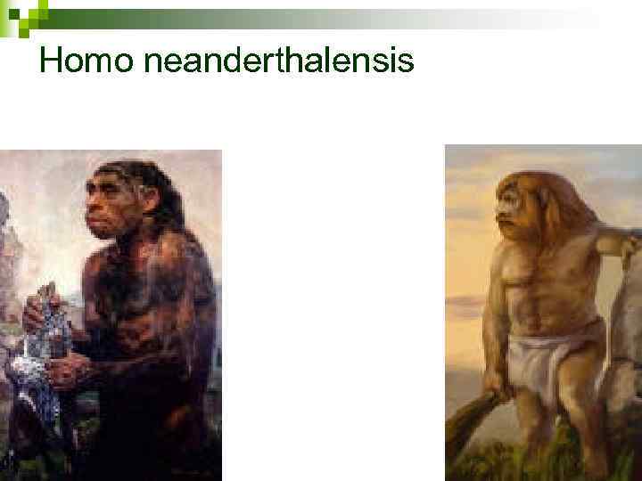 Homo neanderthalensis 