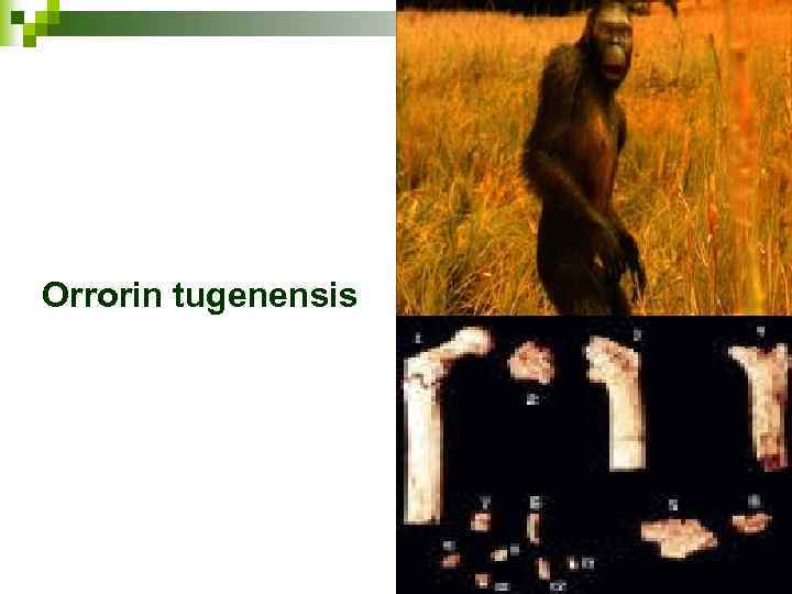 Orrorin tugenensis 