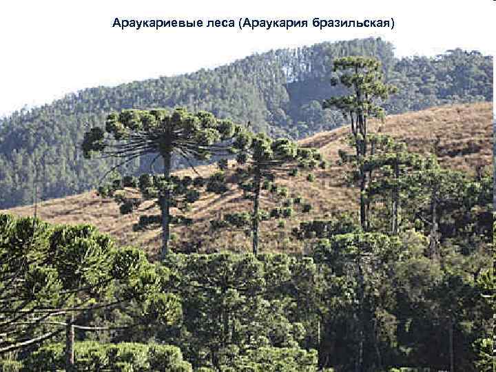 Араукария бразильская фото