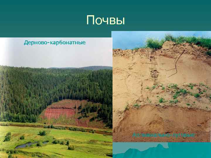 Почвы Дерново карбонатные Аллювиально луговые 