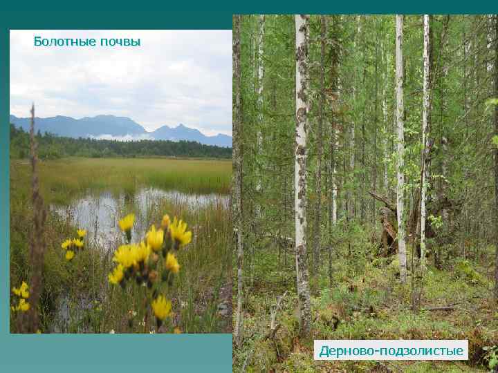 Болотные почвы Дерново подзолистые 