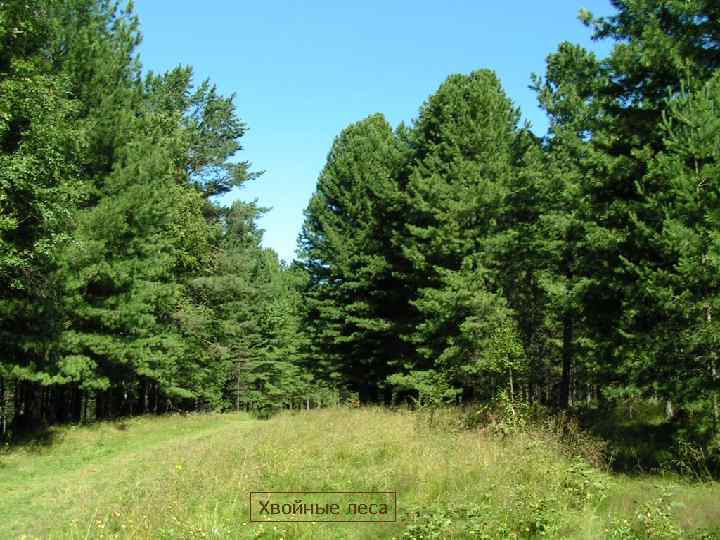Хвойные леса 