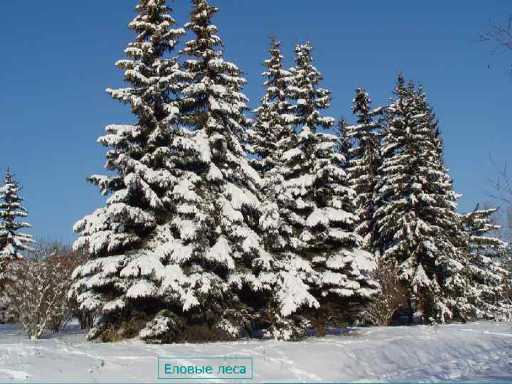 Еловые леса 