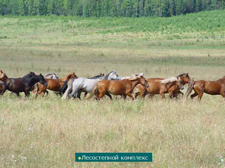 u. Лесостепной комплекс 