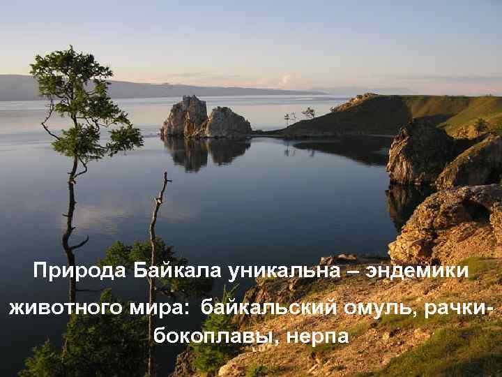 Байкальский омуль, рачки-бокоплавы, нерпа. . - уникален животный мир озера Природа Байкала уникальна –