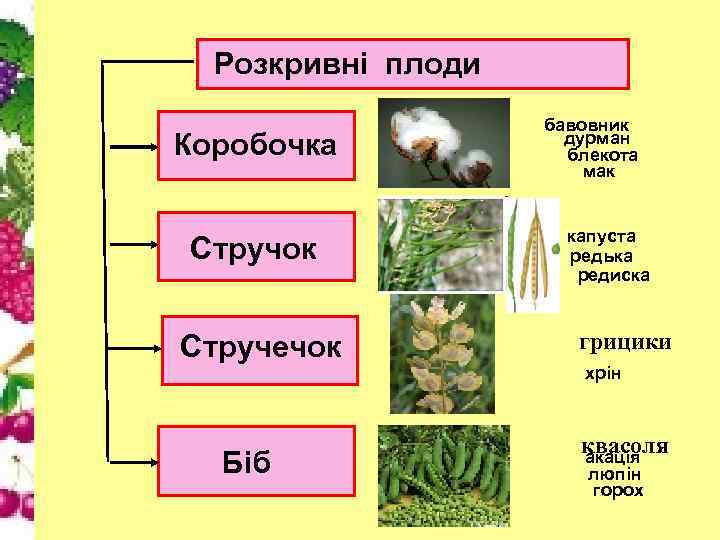 Розкривні плоди Коробочка Стручок Стручечок Біб бавовник дурман блекота мак капуста редька редиска грицики