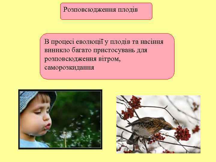 Розповсюдження плодів В процесі еволюції у плодів та насіння виникло багато пристосувань для розповсюдження