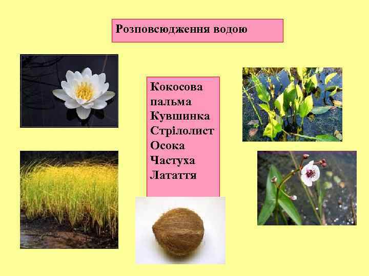 Розповсюдження водою Кокосова пальма Кувшинка Стрілолист Осока Частуха Латаття 