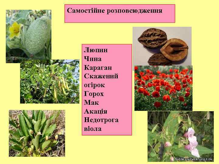 Самостійне розповсюдження Люпин Чина Караган Скажений огірок Горох Мак Акація Недотрога віола 