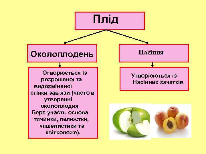 Плід Околоплодень Отворюється із розрощеної та видозміненої стінки зав язи (часто в утворенні околоплодня
