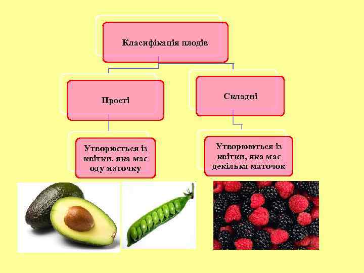 Класифікація плодів Прості Утворюється із квітки. яка має оду маточку Складні Утворюються із квітки,