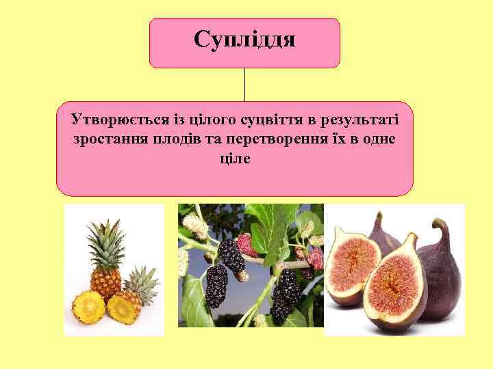 Супліддя Утворюється із цілого суцвіття в результаті зростання плодів та перетворення їх в одне