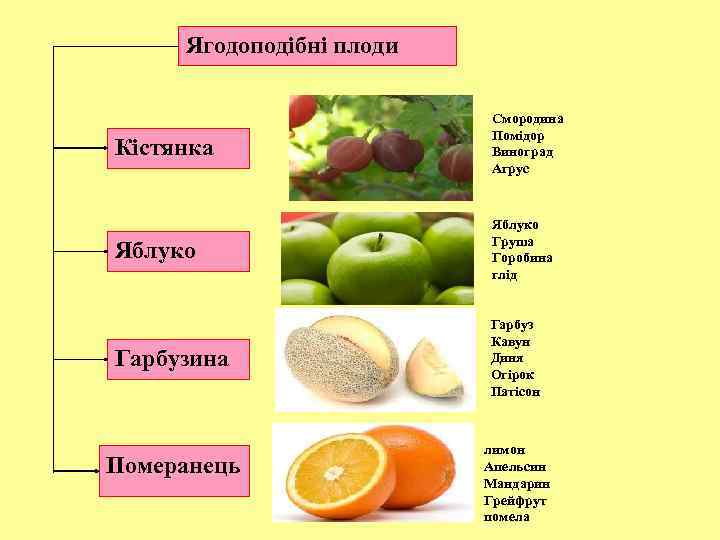 Ягодоподібні плоди Кістянка Смородина Помідор Виноград Агрус Яблуко Груша Горобина глід Гарбузина Гарбуз Кавун