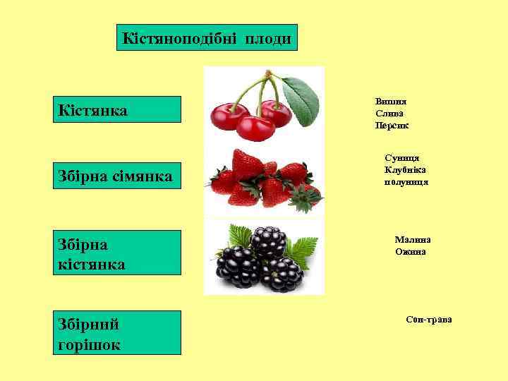 Кістяноподібні плоди Кістянка Збірна сімянка Збірна кістянка Збірний горішок Вишня Слива Персик Суниця Клубніка