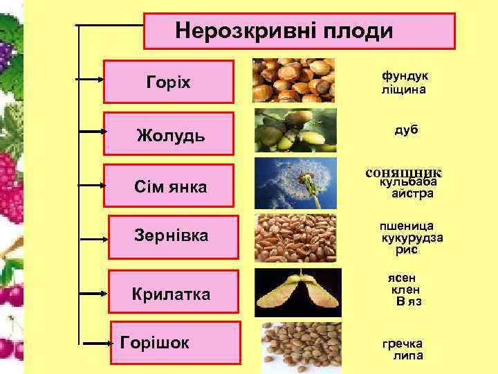 Нерозкривні плоди Горіх фундук ліщина Жолудь дуб Сім янка Зернівка Крилатка Горішок соняшник кульбаба