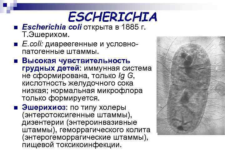 n n ESCHERICHIA Escherichia соli открыта в 1885 г. Т. Эшерихом. E. coli: диареегенные