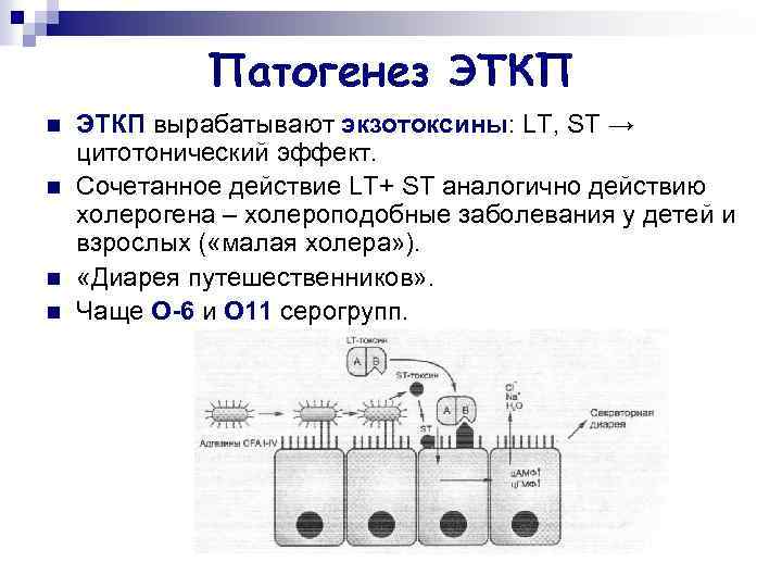 Патогенез ЭТКП n n ЭТКП вырабатывают экзотоксины: LT, ST → цитотонический эффект. Сочетанное действие