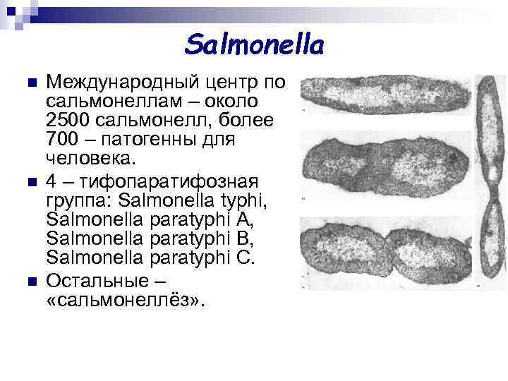 Salmonella n n n Международный центр по сальмонеллам – около 2500 сальмонелл, более 700