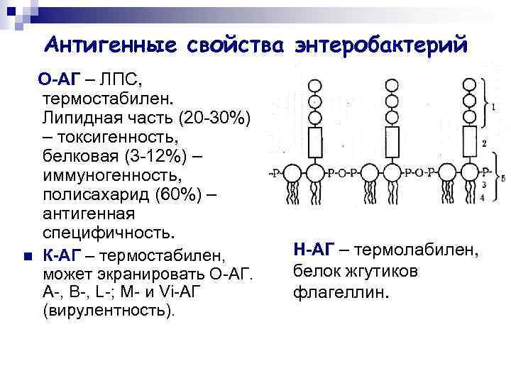 Антигенные свойства энтеробактерий О-АГ – ЛПС, термостабилен. Липидная часть (20 -30%) – токсигенность, белковая