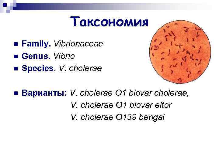 Таксономия n n Family. Vibrionaceae Genus. Vibrio Species. V. cholerae Варианты: V. cholerae О
