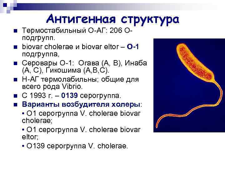 Антигенная структура n n n Термостабильный О-АГ: 206 Оподгрупп. biovar cholerae и biovar eltor