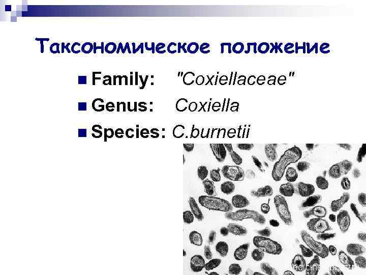 Таксономическое положение n Family: 