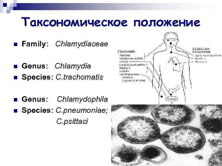 Таксономическое положение n Family: Chlamydiaceae n Genus: Chlamydia Species: C. trachomatis n n n
