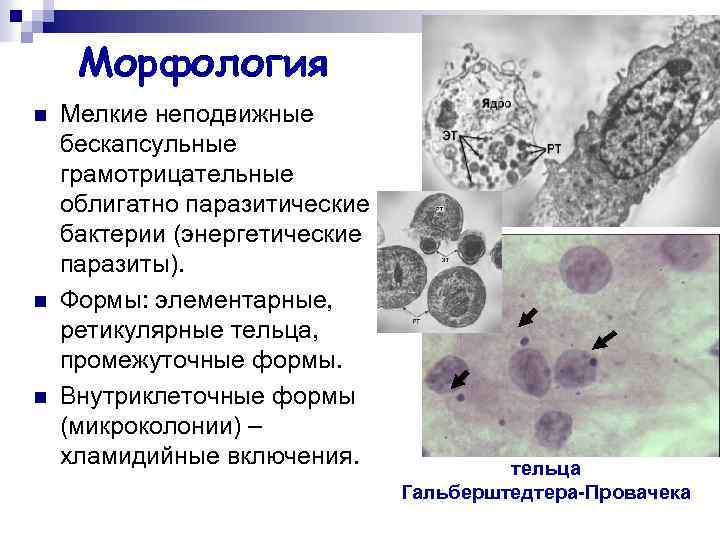 Морфология n n n Мелкие неподвижные бескапсульные грамотрицательные облигатно паразитические бактерии (энергетические паразиты). Формы: