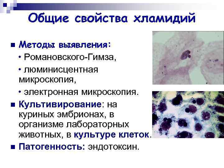 Хламидии презентация по микробиологии