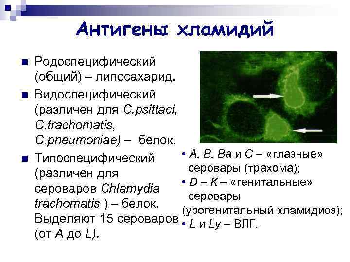 Патогенные хламидии