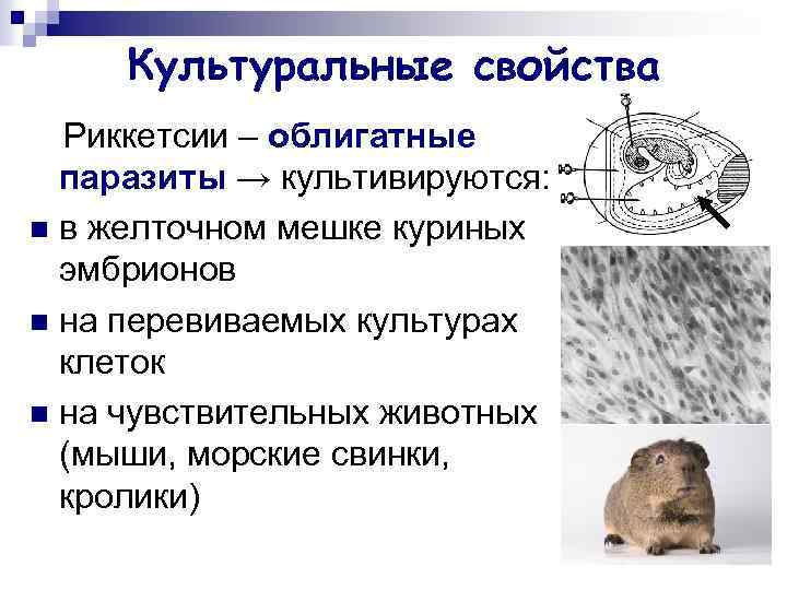 Культуральные свойства Риккетсии – облигатные паразиты → культивируются: n в желточном мешке куриных эмбрионов