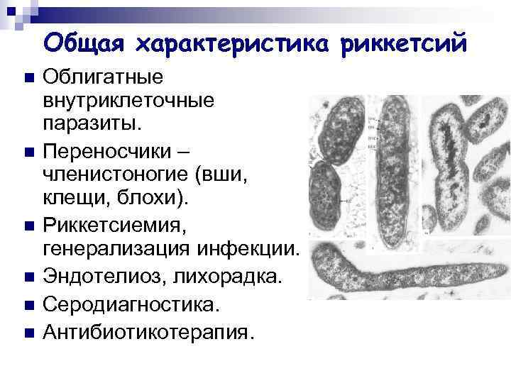 Общая характеристика риккетсий n n n Облигатные внутриклеточные паразиты. Переносчики – членистоногие (вши, клещи,