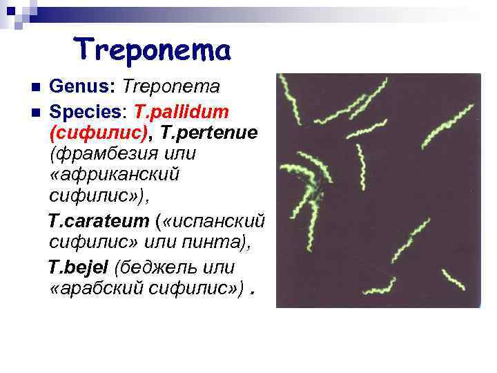 Treponema Genus: Treponema n Species: T. pallidum (сифилис), T. pertenue (фрамбезия или «африканский сифилис»