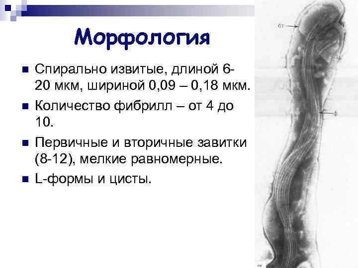 Морфология n n Cпирально извитые, длиной 620 мкм, шириной 0, 09 – 0, 18