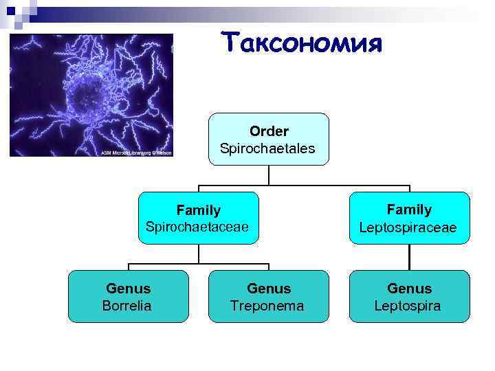 Таксономия Order Spirochaetales Family Spirochaetaceae Genus Borrelia Genus Treponema Family Leptospiraceae Genus Leptospira 