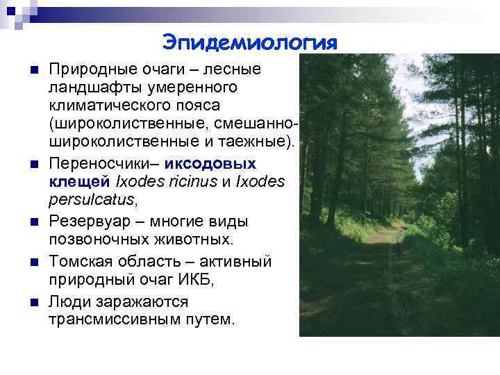 Эпидемиология n n n Природные очаги – лесные ландшафты умеренного климатического пояса (широколиственные, смешанношироколиственные