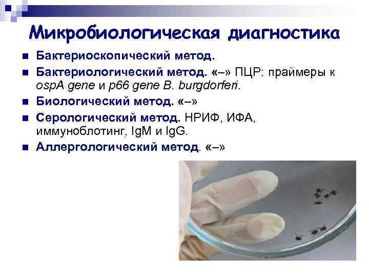 Микробиологическая диагностика n n n Бактериоскопический метод. Бактериологический метод. «–» ПЦР: праймеры к osp.