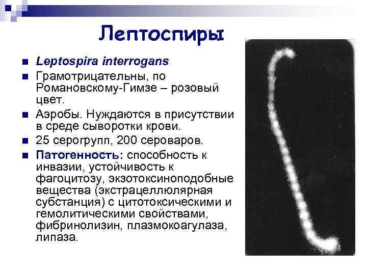 Лептоспиры n n n Leptospira interrogans Грамотрицательны, по Романовскому-Гимзе – розовый цвет. Аэробы. Нуждаются