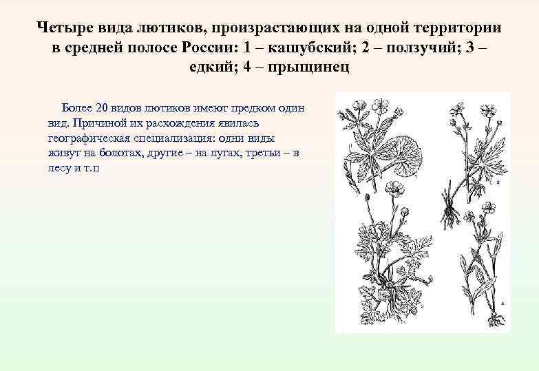 Четыре вида лютиков, произрастающих на одной территории в средней полосе России: 1 – кашубский;
